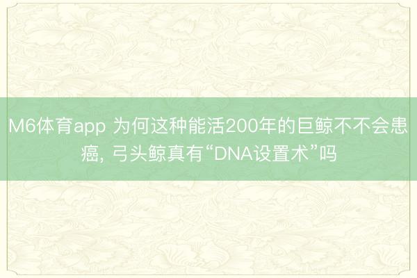 M6体育app 为何这种能活200年的巨鲸不不会患癌， 弓头鲸真有“DNA设置术”吗
